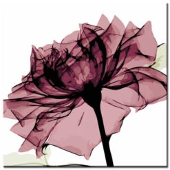 Malen Nach Zahlen Blumen Rose Die Nach Links Guckt