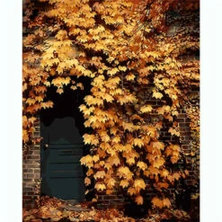 Malen Nach Zahlen Rankpflanze Herbst