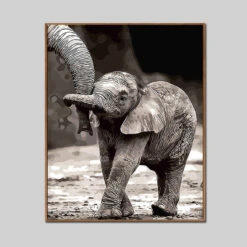 Malen Nach Zahlen Elefanten Baby