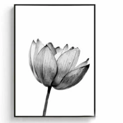 Malen Nach Zahlen Blume Schwarz Weiss